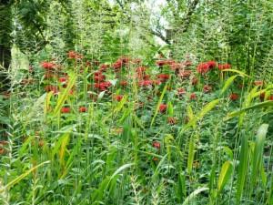 399704_173583372747218_1782486458_n