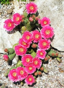 409414_173585299413692_1231463862_n