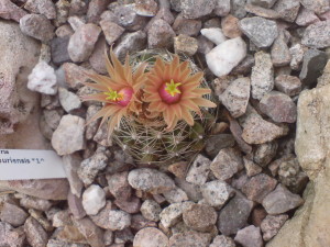 Escobaria missouriensis