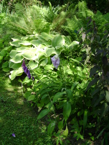 Jardin d'ode 27juin10 (41)