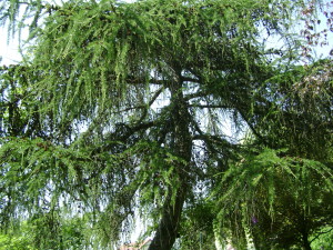 Jardin d'ode 27juin10 (42)