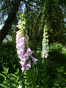 Jardin d'ode 27juin10 (43)