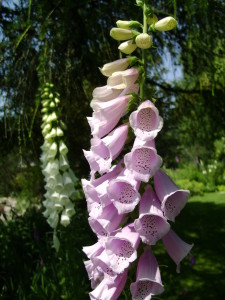 Jardin d'ode 27juin10 (44)