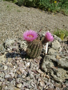 Jardin d'ode 27juin10 (58)