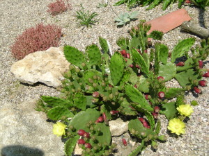 Jardin d'ode 27juin10 (66)