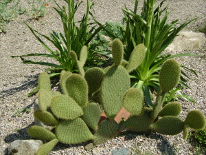 Jardin d'ode 27juin10 (68)