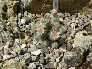 Jardin d'ode 27juin10 (70)