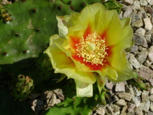 Jardin d'ode 27juin10 (72)